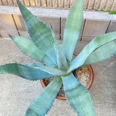 アガベ・スカポサ（大株）の画像