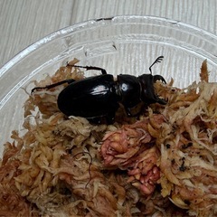 ミクラミヤマ(御蔵島産)オス単の画像