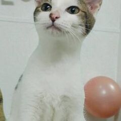 11月９日(日)三鷹で猫の譲渡会🐹❤️🐹キジシロの男の子　生後6...