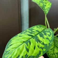 ホマロメナ　カモフラージュの画像