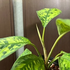 ホマロメナ　カモフラージュの画像