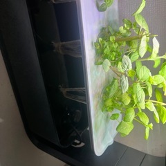 水耕栽培キット（使用済み/傷、汚れあり）の画像