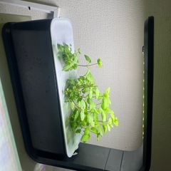 水耕栽培キット（使用済み/傷、汚れあり）の画像