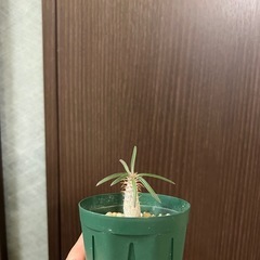 グラキリス（実生）の画像