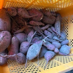 さつまいも　紅はるかの画像