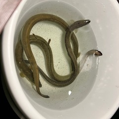 天然うなぎの画像