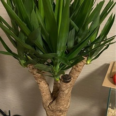 観葉植物ユッカ7号の画像