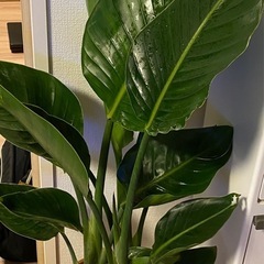 観葉植物ユッカ7号の画像