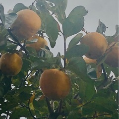 　柿　渋柿　干し柿用　
30個の画像