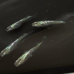 🐟2025年お取引終了のお知らせ🐟