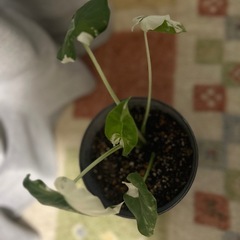 斑入り観葉植物(クワズイモ)の画像