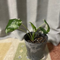 斑入り観葉植物(クワズイモ)の画像