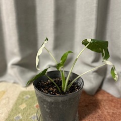 斑入り観葉植物(クワズイモ)の画像