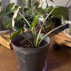 斑入り観葉植物(クワズイモ)の画像