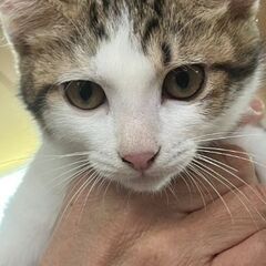 譲渡会参加　シロキジちゃん