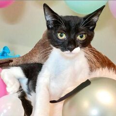 11月９日(日)三鷹で猫の譲渡会🐹❤️🐹黒白の女の子　生後3ヶ月...