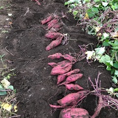 無農薬さつまいも（紅はるか）1kg〜の画像