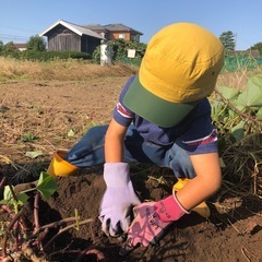 無農薬さつまいも（紅はるか）1kg〜の画像
