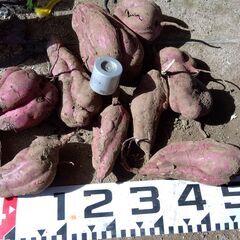 育ちすぎた　巨大サツマイモの画像