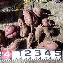 育ちすぎた　巨大サツマイモの画像