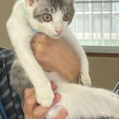 トライアル予約　サバシロくん