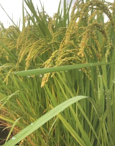 令和7年　新米x30kg玄米  複数購入
歓迎