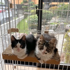 里親さん急募です‼︎