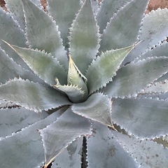 アガベ　グアダラハラナ　超特大の画像