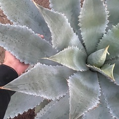 アガベ　グアダラハラナ　超特大の画像