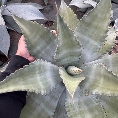 アガベ　グアダラハラナの画像