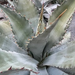 アガベ　グアダラハラナの画像