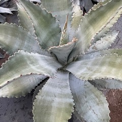 アガベ　グアダラハラナの画像