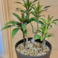 観葉植物　ドラセナの画像