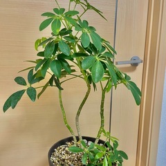 観葉植物　シェフレラ　カポックの画像