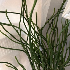 ミルクブッシュ 鉢つき付きの画像