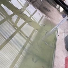 メダカ多数の画像