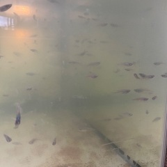 メダカ多数の画像