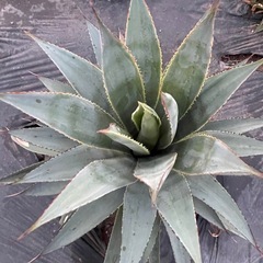 アガベ　ブルーグローの画像