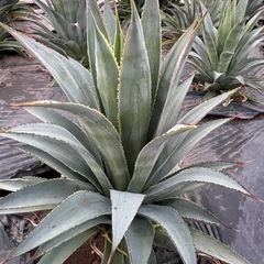アガベ　ブルーグローの画像