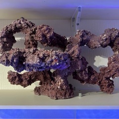 人口ライブロックの画像