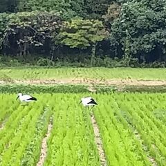 減農薬　令和7年　新米ヒノヒカリ玄米30㌔⑧の画像