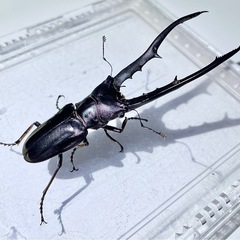 【訳あり】メタリフェルホソアカクワガタ ♂3♀1の画像