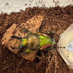 ニジイロクワガタの幼虫1匹100円・成虫1匹500円の画像