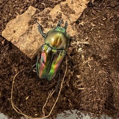 ニジイロクワガタの幼虫1匹100円・成虫1匹500円の画像