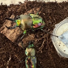 ニジイロクワガタの幼虫1匹100円・成虫1匹500円の画像