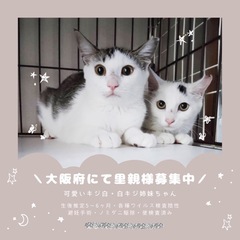 親子猫３匹になります。