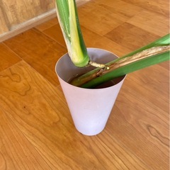 モンステラ / 発根済み 新葉ありの画像