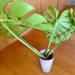 モンステラ / 発根済み 新葉ありの画像