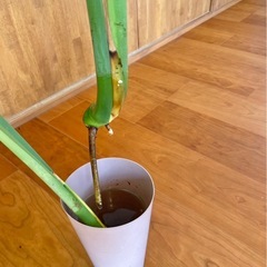 モンステラ / 発根済み 新葉ありの画像