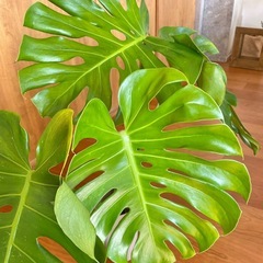 モンステラ / 発根済み 新葉ありの画像